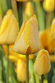 THE LASKETT, HEREFORDSHIRE: APRIL, YELLOW FLOWERS OF TULIP GOLDEN APELDOORN, BULBS