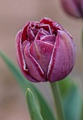 THE LASKETT, HEREFORDSHIRE: APRIL, RED, PURPLE, PINK TULIP DREAM TOUCH, BULBS