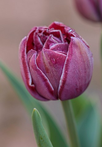 THE_LASKETT_HEREFORDSHIRE_APRIL_RED_PURPLE_PINK_TULIP_DREAM_TOUCH_BULBS