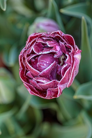 THE_LASKETT_HEREFORDSHIRE_APRIL_RED_PURPLE_PINK_TULIP_DREAM_TOUCH_BULBS