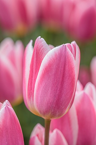 THE_LASKETT_HEREFORDSHIRE_APRIL_PINK_CREAM_FLOWERS_OF_TULIP_LIGHT_AND_DREAMY_BULBS