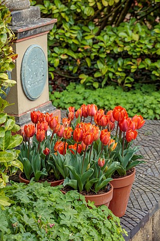 THE_LASKETT_HEREFORDSHIRE_APRIL_ORANGE_FLOWERS_OF_TULIP_TRIUMPH_FIRE_QUEEN_IN_TERRACOTTA_CONTAINERS_