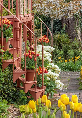 THE_LASKETT_HEREFORDSHIRE_APRIL_HOWDAH_COURT_HOWDAH_VIEWING_PLATFORM_TULIPS_IN_CONTAINERS