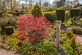 THE LASKETT, HEREFORDSHIRE: APRIL, BORDER WITH CLIPPED TOPIARY YEW, MAPLE, TULIPS, TULIPA EL NINO, BULBS