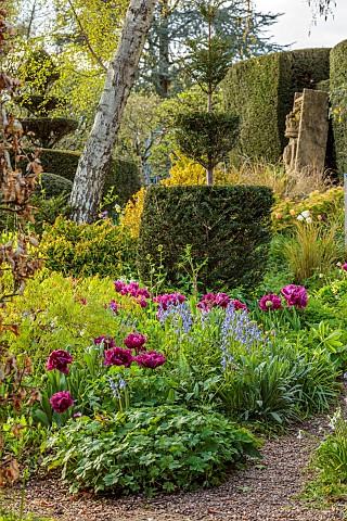 THE_LASKETT_HEREFORDSHIRE_APRIL_THE_SERPENTINE_WALK_SHADY_AREA_WITH_CLIPPED_YEW_TOPIARY_PURPLE_FLOWR