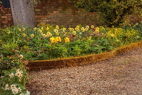 CHENIES_MANOR_BUCKINGHAMSHIRE_APRIL_TULIPS_BULBS_RAISED_BED_BY_DRIVE_WITH_YELLOW_TULIPS_YELLOW_NARCI