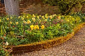 CHENIES MANOR, BUCKINGHAMSHIRE: APRIL, TULIPS, BULBS, RAISED BED BY DRIVE WITH YELLOW TULIPS, YELLOW NARCISSUS AND HELLEBORES