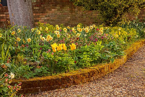 CHENIES_MANOR_BUCKINGHAMSHIRE_APRIL_TULIPS_BULBS_RAISED_BED_BY_DRIVE_WITH_YELLOW_TULIPS_YELLOW_NARCI