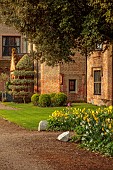 CHENIES MANOR, BUCKINGHAMSHIRE: APRIL, TULIPS, BULBS, YELLOW NARCISSUS, DAFFODILS BESIDE FRONT OF MANOR HOUSE, CLIPPED TOPIARY SHAPES, LAWN