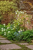 CHENIES MANOR, BUCKINGHAMSHIRE: APRIL, TULIPS, BULBS, WHITE BORDER BY WALL, WHITE TULIPS, WHITE FLOWERS, BLOOMS, EXOCHORDA MACRANTHUS THE BRIDE, WALLS