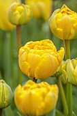 CHENIES MANOR, BUCKINGHAMSHIRE: APRIL, TULIPS, BULBS, YELLOW FLOWERS OF TULIPA YELLOW POMPONETTE