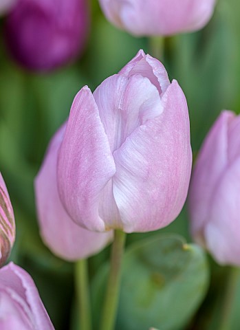 THE_LASKETT_HEREFORDSHIRE_APRIL_PALE_PINK_LILAC_FLOWERS_OF_TULIPA_CANDY_PRINCE_BULBS_TULIPS
