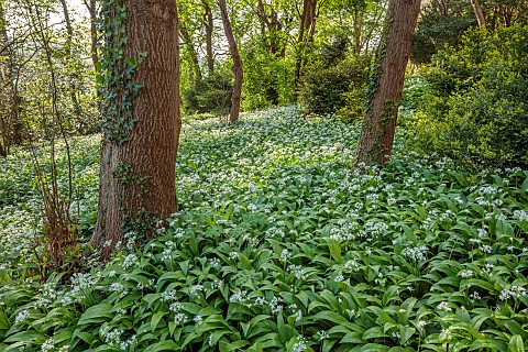 IFORD_MANOR_WILTSHIRE_APRIL_WOODLAND_WILD_GARLIC_CARPETS_SHEETS_DRIFTS_WHITE_FLOWERS_BLOOMS_OF_ALLIU