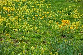 EVENLEY WOOD GARDEN, NORTHAMPTONSHIRE: APRIL, MEADOW PLANTING OF COWSLIPS AND WILD TULIP, TULIPA SYLVESTRIS, NATURALISED, YELLOW, FLOWERS, BLOOMS, FLOWERING, BLOOMING