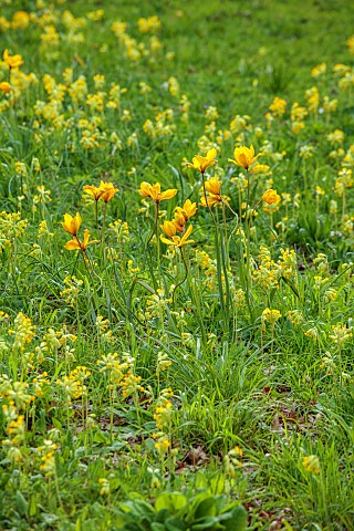 EVENLEY_WOOD_GARDEN_NORTHAMPTONSHIRE_APRIL_MEADOW_PLANTING_OF_COWSLIPS_AND_WILD_TULIP_TULIPA_SYLVEST