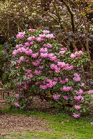 EVENLEY_WOOD_GARDEN_NORTHAMPTONSHIRE_APRIL_PINK_FLOWERS_BLOOMS_OF_RHODODENDRON_NAOMI_GROUP_SHRUBS