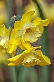 EVENLEY WOOD GARDEN, NORTHAMPTONSHIRE: APRIL, YELLOW FLOWERS OF DAFFODIL, NARCISSUS DICKCISSEL, BULBS, FLOWERING, BLOOMING, BLOOMS