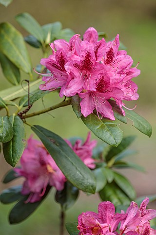 EVENLEY_WOOD_GARDEN_NORTHAMPTONSHIRE_APRIL_PINK_RED_FLOWERS_BLOOMS_OF_RHODODENDRON_COSMOPOLITAN_SHRU