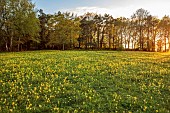 FIELD OF COWSLIPS, NATURALISED, NATURALIZED, YELLOW FLOWERS, PRIMULA VERIS
