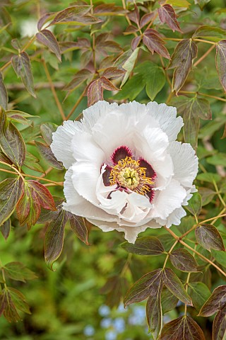 THE_MANOR_HOUSE_STEVINGTON_BEDFORDSHIRE_FLOWERS_OF_PEONY_PEONIES_PAEONIA_APRIL