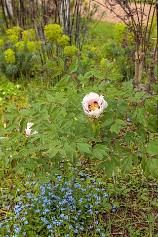 THE_MANOR_HOUSE_STEVINGTON_BEDFORDSHIRE_FLOWERS_OF_PEONY_PEONIES_PAEONIA_APRIL