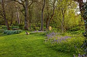 FOSCOTE MANOR, BUCKINGHAMSHIRE: APRIL, SPRING, BLUEBELLS AND CANADA GEESE