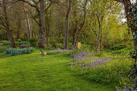 FOSCOTE_MANOR_BUCKINGHAMSHIRE_APRIL_SPRING_BLUEBELLS_AND_CANADA_GEESE