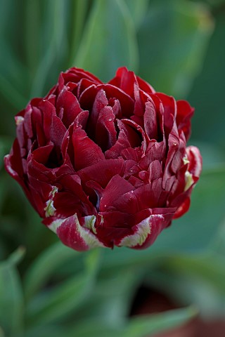 MORTON_HALL_GARDENS_WORCESTERSHIRE_RED_FLOWERS_BLOOMS_OF_TULIP_TULIPA_UNCLE_TOM_MAY_SPRING_BULBS_FLO