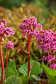 BROUGHTON GRANGE, OXFORDSHIRE: THE WOODLAND GARDEN, MAY, SPRING, PINK FLOWERS, BLOOMS, BERGENIA OVERTURE, PERENNIALS