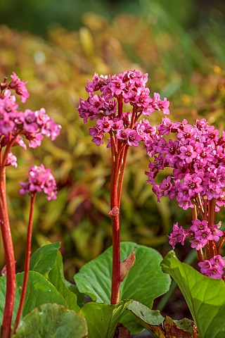 BROUGHTON_GRANGE_OXFORDSHIRE_THE_WOODLAND_GARDEN_MAY_SPRING_PINK_FLOWERS_BLOOMS_BERGENIA_OVERTURE_PE