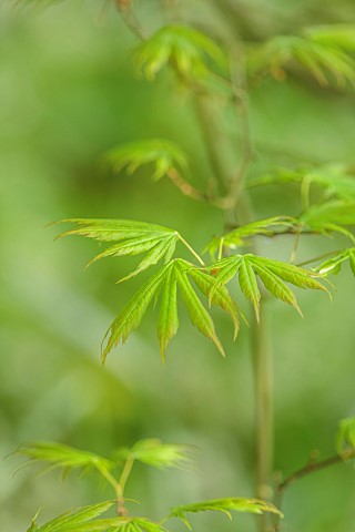 BROUGHTON_GRANGE_OXFORDSHIRE_THE_WOODLAND_GARDEN_MAY_SPRING_GREEN_LEAVES_FOLIAGE_OF_MAPLES_ACER_PALM