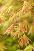 BROUGHTON GRANGE, OXFORDSHIRE: THE WOODLAND GARDEN, MAY, SPRING, PINK, SALMON, GREEN LEAVES, FOLIAGE OF MAPLES, ACER SHIRASAWANUM AUTUMN MOON, TREES, FULL MOON MAPLE