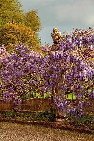 IFORD_MANOR_WILTSHIRE_MAY_SPRING_PURPLE_FLOWERS_OF_WISTERIA_SINENSIS_IN_FRONT_OF_THE_MANOR_HOUSE