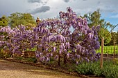 IFORD MANOR, WILTSHIRE: MAY, SPRING, PURPLE FLOWERS OF WISTERIA SINENSIS IN COURTYARD OUTSIDE THE FRONT OF THE MANOR HOUSE
