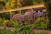 IFORD MANOR, WILTSHIRE: MAY, SPRING, ALLIUMS, EUPHORBIA AND PURPLE FLOWERS OF WISTERIA SINENSIS ON THE GREAT TERRACE