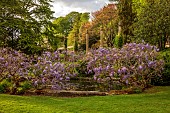 IFORD MANOR, WILTSHIRE: MAY, SPRING, PURPLE FLOWERS OF WISTERIA SINENSIS AROUND THE LILY POOL