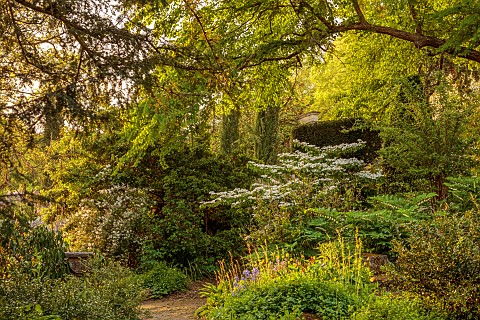 IFORD_MANOR_WILTSHIRE_MAY_SPRING_WOODLAND_PATH_VIBURNUM_SOLOMONS_SEAL_TREES