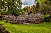 IFORD MANOR, WILTSHIRE: MAY, SPRING, PURPLE FLOWERS OF WISTERIA SINENSIS AROUND THE LILY POOL