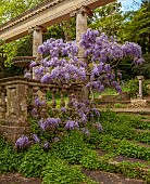 IFORD MANOR, WILTSHIRE: MAY, SPRING, PURPLE FLOWERS OF WISTERIA SINENSIS ON THE GRAND TERRACE