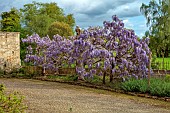 IFORD MANOR, WILTSHIRE: MAY, SPRING, PURPLE FLOWERS OF WISTERIA SINENSIS IN COURTYARD OUTSIDE THE FRONT OF THE MANOR HOUSE