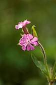DESIGNER JAMES SCOTT, THE GARDEN COMPANY: PINK FLOWERS OF RED CAMPION, SILENE DIOICA, MAY, SHRUBS