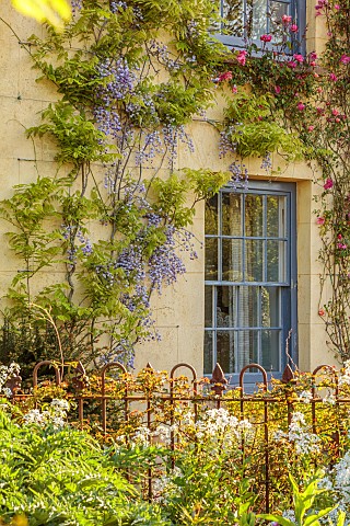 SILVER_STREET_FARM_DEVON_HOUSE_FRONT_WITH_CLIMBERS_ROSA_CHINENSIS_MUTABILIS_WISTERIA_CLIMBING_MAY_FR