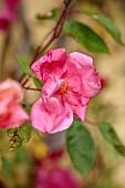 SILVER STREET FARM, DEVON: PINK FLOWERS OF ROSA CHINENSIS MUTABILIS, CLIMBING, CLIMBER, MAY, FRONT GARDEN, COUNTRY