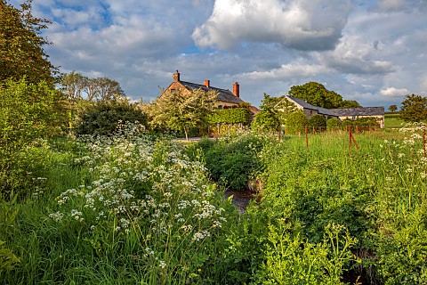 SILVER_STREET_FARM_DEVON_THE_HOUSE_MAY_SPRING_COW_PARSLEY_ANTHRISCUS_SYLVESTRIS_STREAM