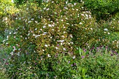 NORWELL NURSERIES, NOTTINGHAMSHIRE: BORDER, WHITE FLOWERS, BLOOMS OF ROSE, ROSA OPEN ARMS