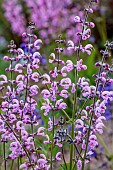 NORWELL NURSERIES, NOTTINGHAMSHIRE: PINK, FLOWERS OF SALVIA PRETTY IN PINK, PERENNIALS, SAGES