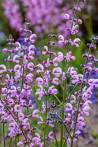 NORWELL_NURSERIES_NOTTINGHAMSHIRE_PINK_FLOWERS_OF_SALVIA_PRETTY_IN_PINK_PERENNIALS_SAGES