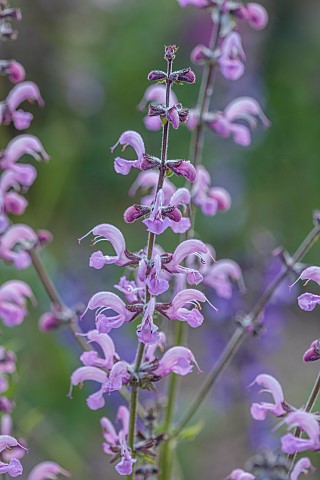 NORWELL_NURSERIES_NOTTINGHAMSHIRE_PINK_FLOWERS_BLOOMS_OF_SALVIA_PRETTY_IN_PINK_PERENNIALS_SAGES