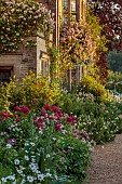 ASTHALL MANOR, OXFORDSHIRE: THE FRONT OF THE MANOR WITH ROSES, ROSA CECILE BRUNNER, PAEONIA KARL ROSENFIELD, OX EYE DAISIES, PATHS, SUNRISE