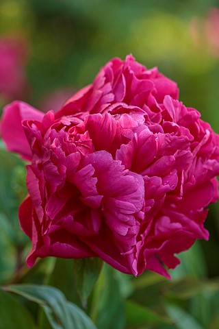 ASTHALL_MANOR_OXFORDSHIRE_RED_PINK_FLOWERS_BLOOMS_OF_PEONY_PEONIES_PAEONIA_LACTIFLORA_KARL_ROSENFIEL